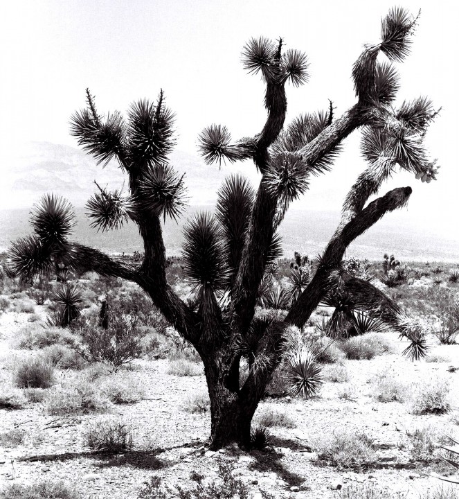 Desert Tree Book