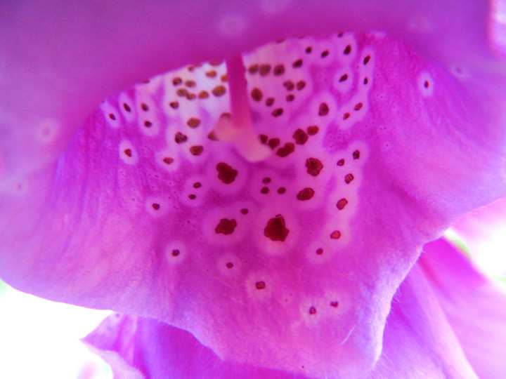 Foxglove Prints 04